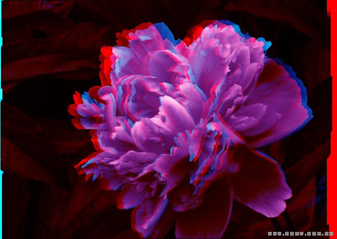 不认识的花pg.jpg